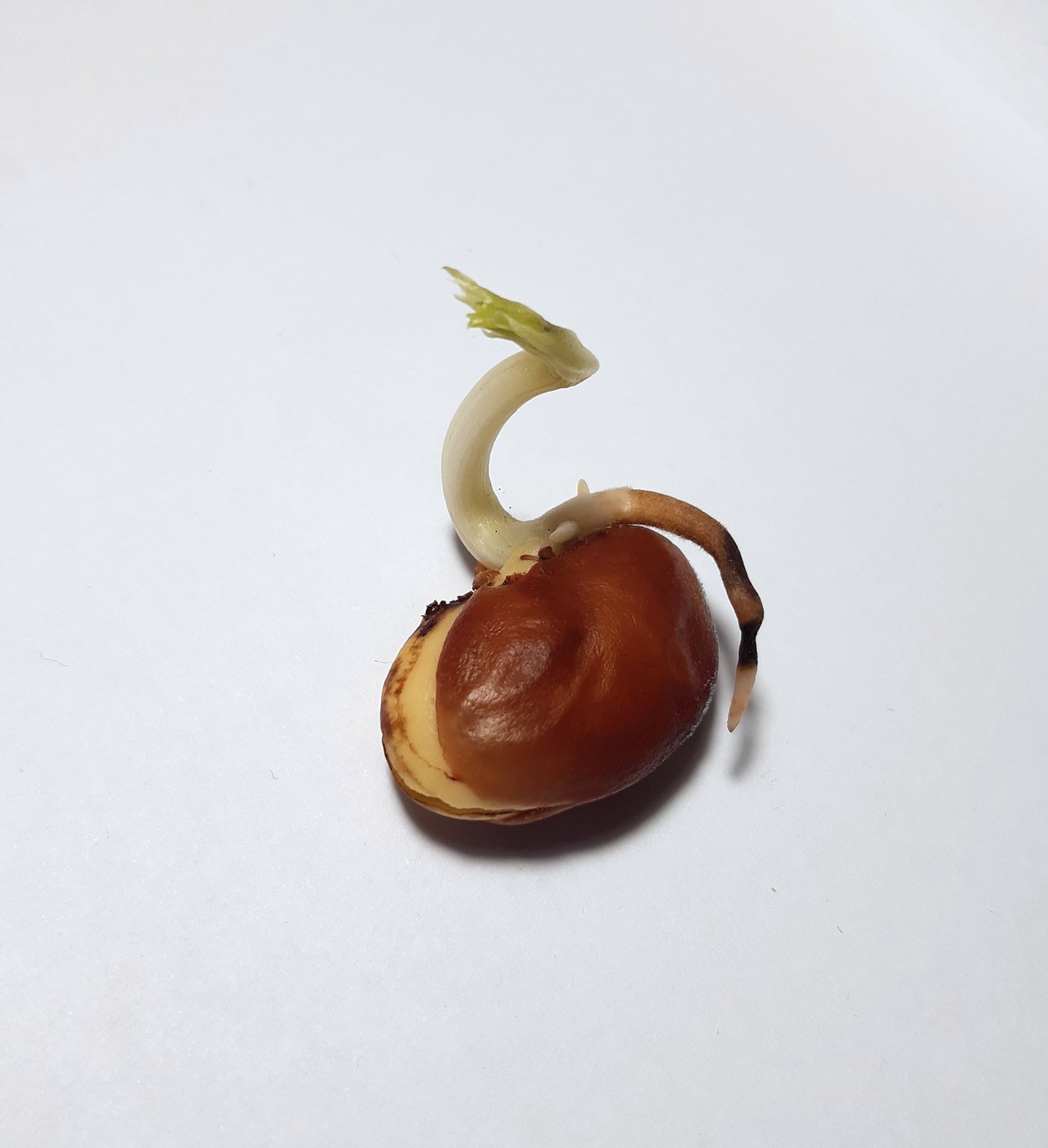 Schülerinnen und Schüler untersuchen Samenpflanzen