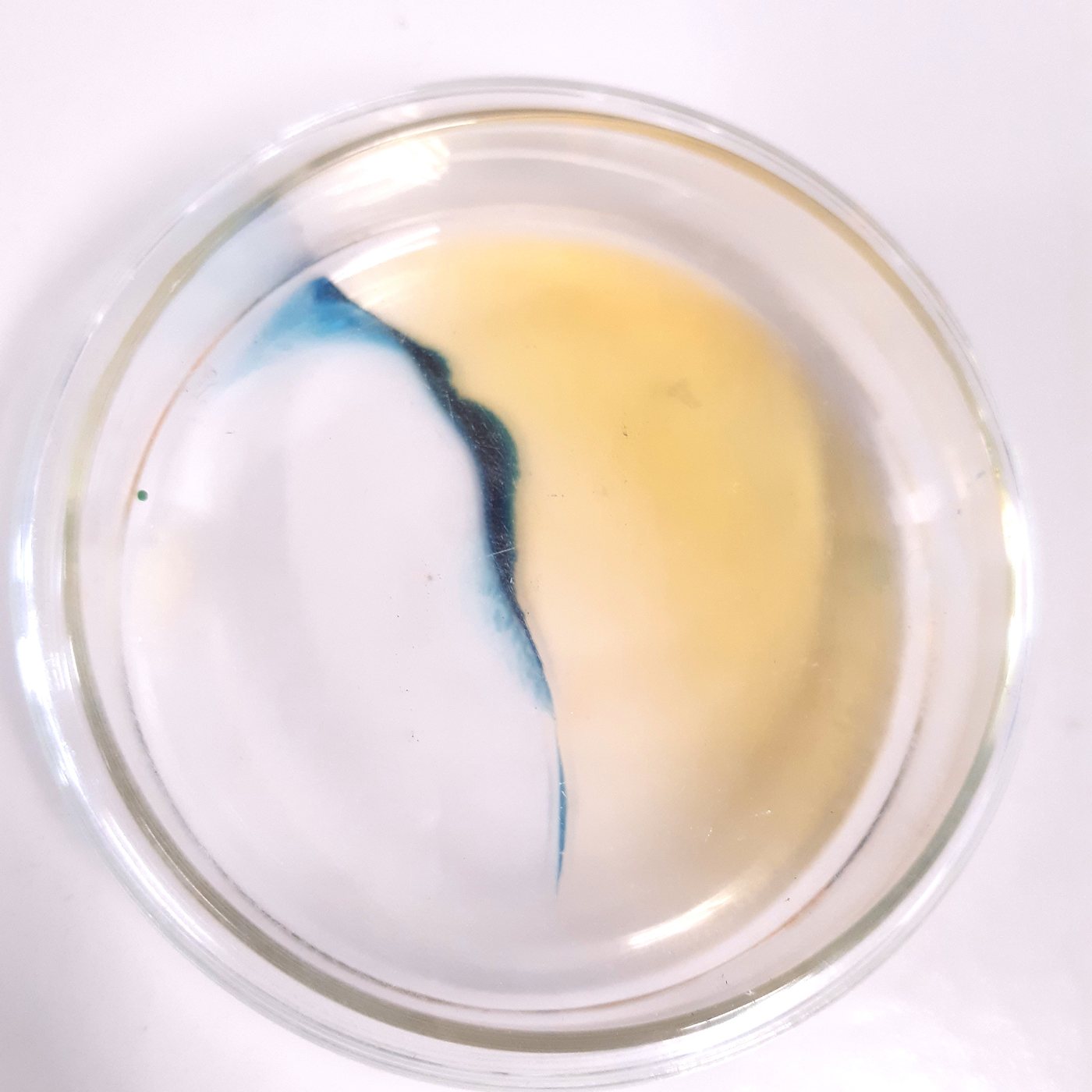 Versuch zu Diffusion und Osmose mit Schülern und Auszubildenden